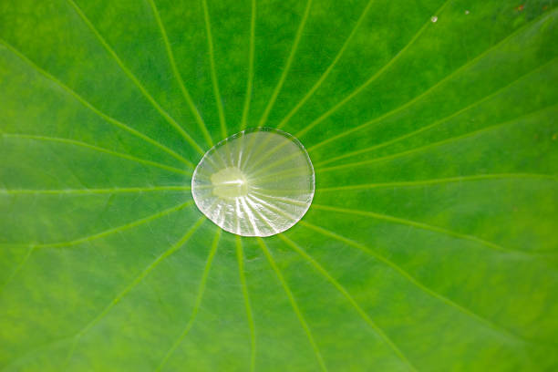 Lotus leaf in pond, North China