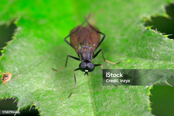 Tabanidae Inhabits Wild Plants In North China Stock Photo - Download Image Now - Agricultural Field, Animal, Animal Wildlife