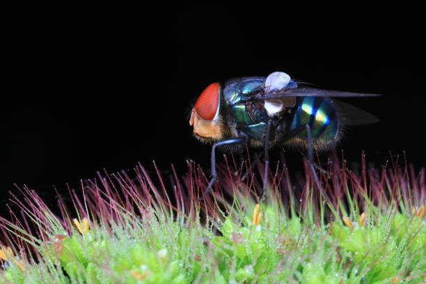 istock Flies on plants in the nature, North China Plain 1758794459