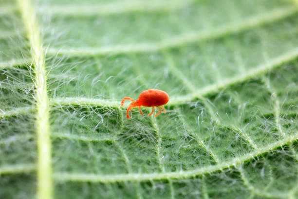 istock Red spider perches on wild plants, North China 1758794527