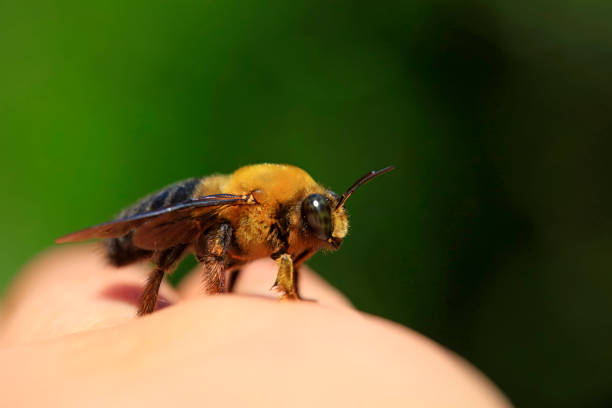 istock Xylocopa appendiculata crawling on human hands 1758795036