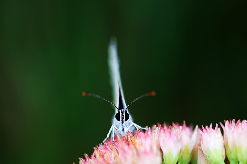 Lepidoptera insect on wild plants, North China