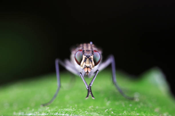 Flies perch on leaves