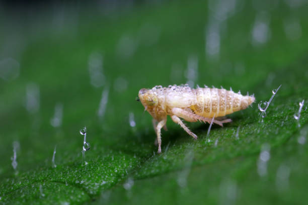 istock Leafhopper on wild plant, North China 1758796290
