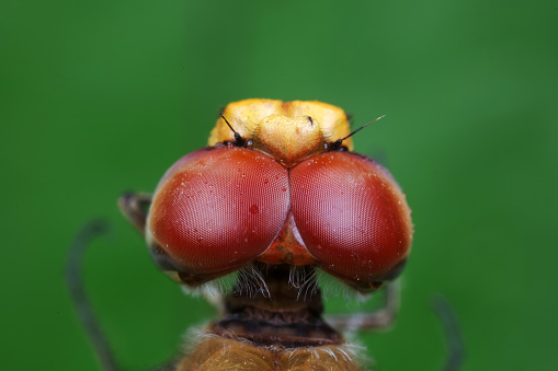 Macro photo of ladybug on grass