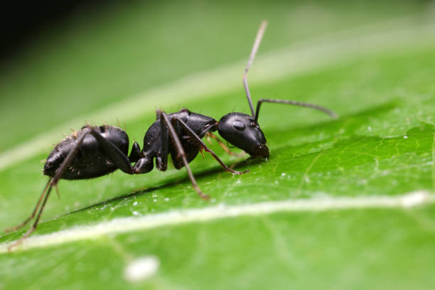 istock Ants on wild plants, North China 1758799154