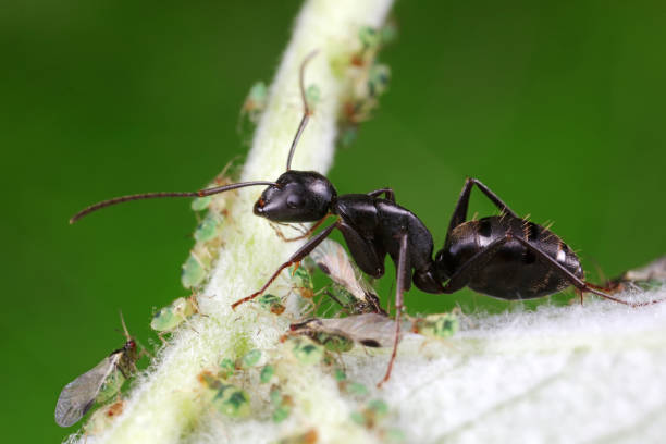 istock Ants on wild plants, North China 1758799689