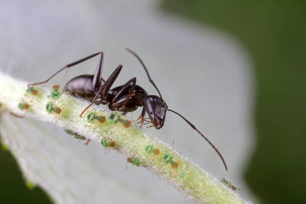 istock Ants on wild plants, North China 1758799692