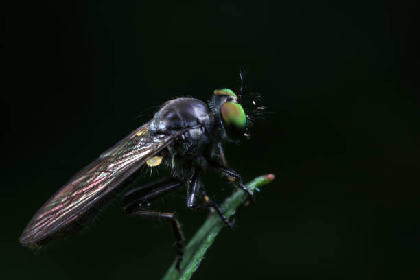 istock Insectivorous flies live on weeds 1758800751