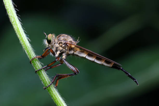 istock Insectivorous flies live on weeds 1758800753