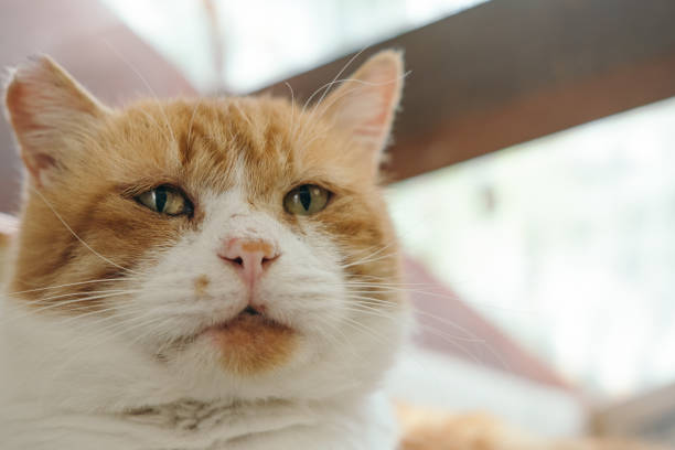 Image of a cat with a melancholy expression bathed in light