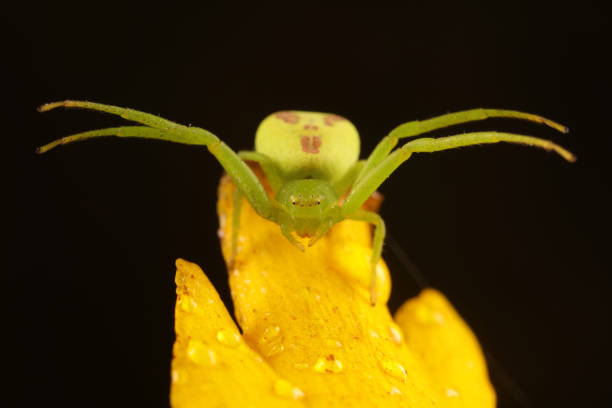 Spiders on wild plants, North China
