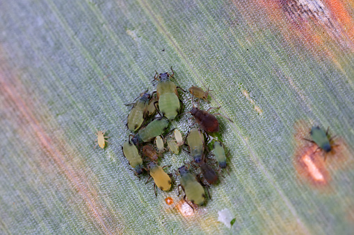 Aphids crawl on green plants