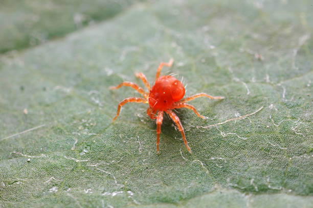 istock The red mite is found on wild plants in North China 1758820690