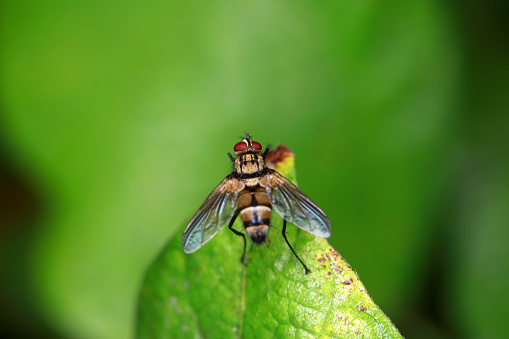 House Fly, Close Up