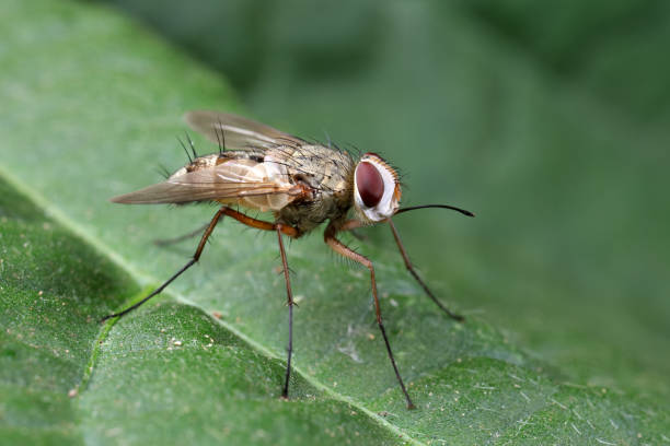 istock Flies on plants in the nature, North China Plain 1758821250