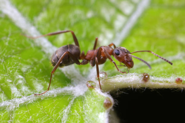 istock Ants on wild plants, North China 1758821834