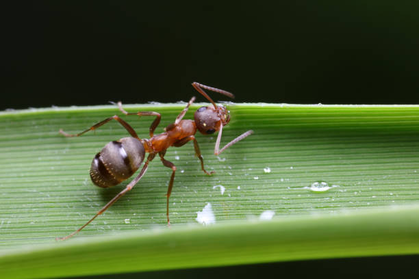istock Ants on wild plants, North China 1758821846