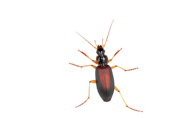 istock The carapace is on a white background 1758822392