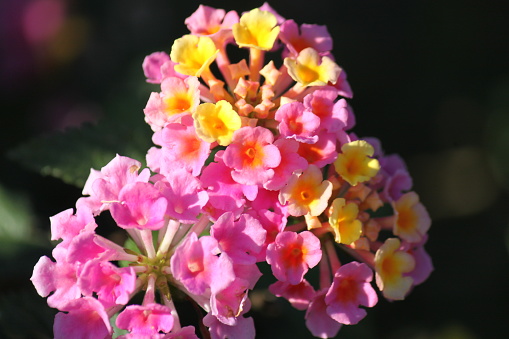 Lantana Flower plant, Lantana Camara, Verbenacae, with pink and yellow blooms.