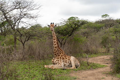 A cute Giraffe (Giraffa camelopardalis) relaxing in the wild on a cool summer's day