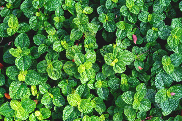 Green leaves pattern,leaf mint background,top view Green leaves pattern,leaf mint background,top view marsileaceae stock pictures, royalty-free photos & images