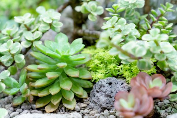 istock closeup various cactus plants in garden 1758842236