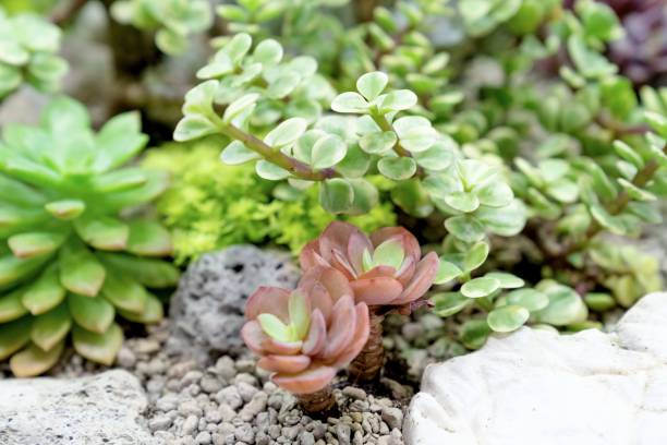 istock closeup various cactus plants in garden 1758842237