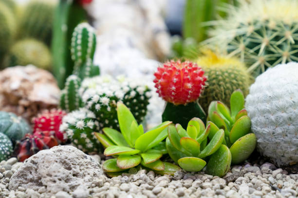istock closeup various cactus plants in garden 1758846382
