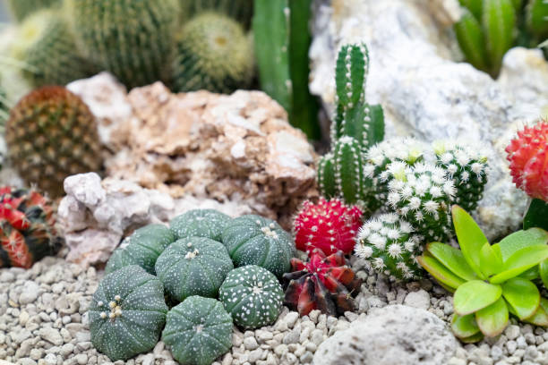 istock closeup various cactus plants in garden 1758846384
