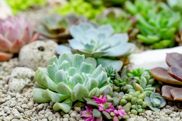 istock closeup various cactus plants in garden 1758846388