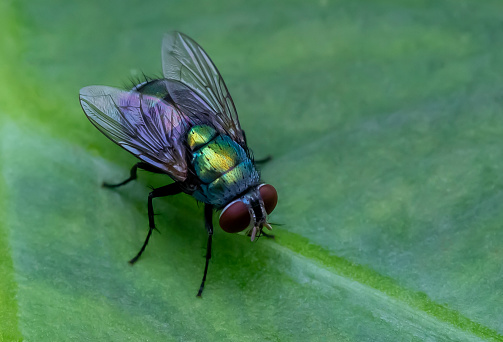 Musca domestica Housefly Insect. Digitally Enhanced Photograph.