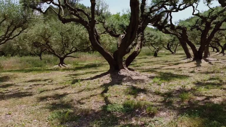 Beautiful different old olive trees in France in the sun, drone shot through the trunks beautiful trees