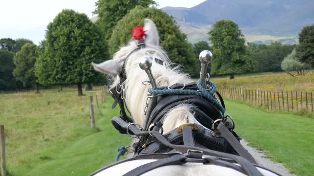 Horse pulling carriage through countryside