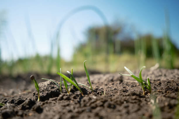 istock Spinach that came out of the soil 1758858475