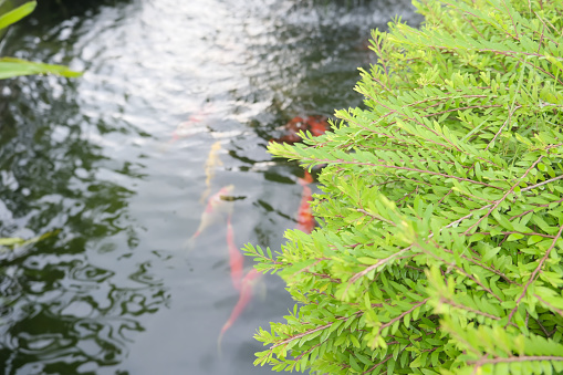 Well-cultivated shrubs and fish ponds look nice and beautiful.