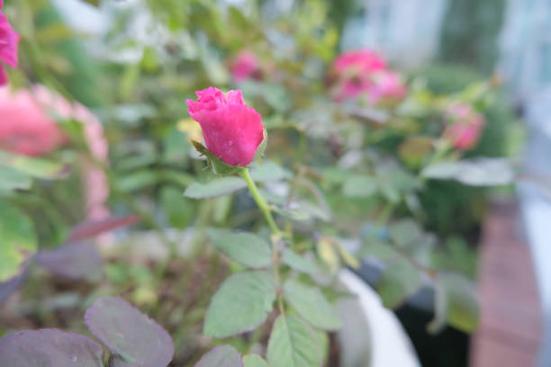 The pink roses in the garden have not yet bloomed.