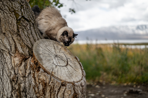 siamese rag doll adventure cat out exploring