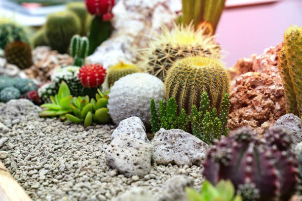 istock closeup various cactus plants in garden 1758873052