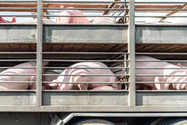 istock Truck transport pigs 1758875199