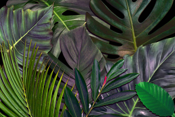 istock Green leaves pattern for nature concept,tropical leaf textured background 1758875724