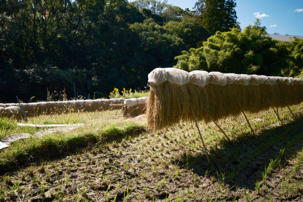“Hazakake” after harvesting rice