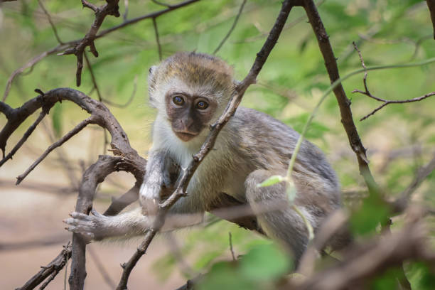 istock Young Vervet monkey sitting in tree looking at camera 1758894571