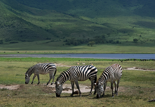 Herd of zebras in lush green grass with a lake and a mountain in the background in Tanzania Africa