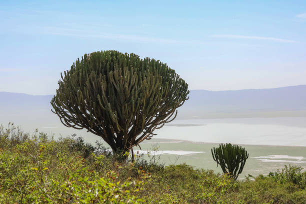 Two euphorbia candalabra trees in Ngorongoro Crater Two Euphorbia ingens candalabra plants in Tanzania east Africa with lake, mountains and Ngorongoro crater in the background candalabra stock pictures, royalty-free photos & images