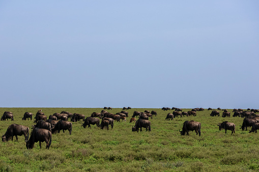 Large group of African wildebeest grazing during the great migration in Tanzania Africa