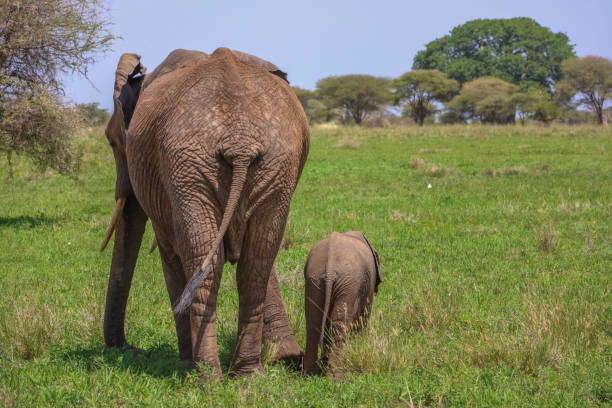 deux éléphants s’éloignent - safari animals elephant rear end animal nose photos et images de collection