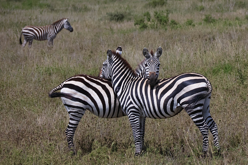Three zebras in Africa standing in grass.  Two zebras resting on each other, one zebra in the background.  One zebra looking at the camera