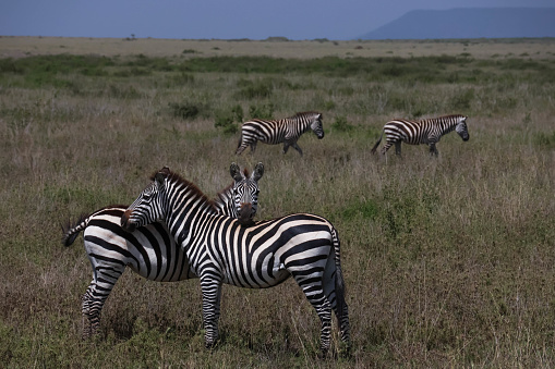 Two zebras leaning against each other with two zebras walking in the background.  Taken on safari in Africa