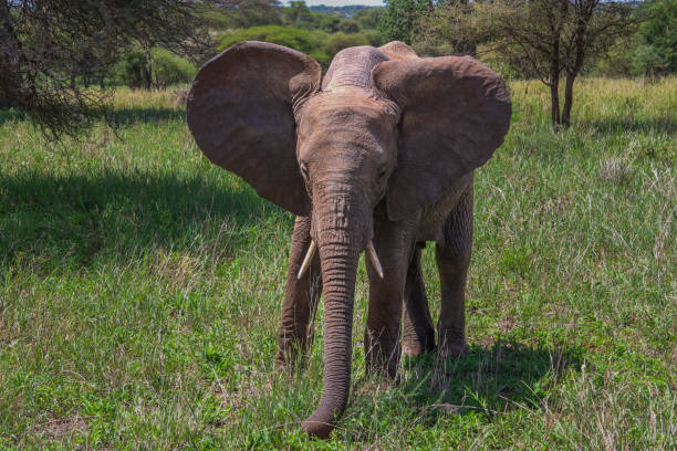 istock One young elephant with ears out looking at camera 1758903039